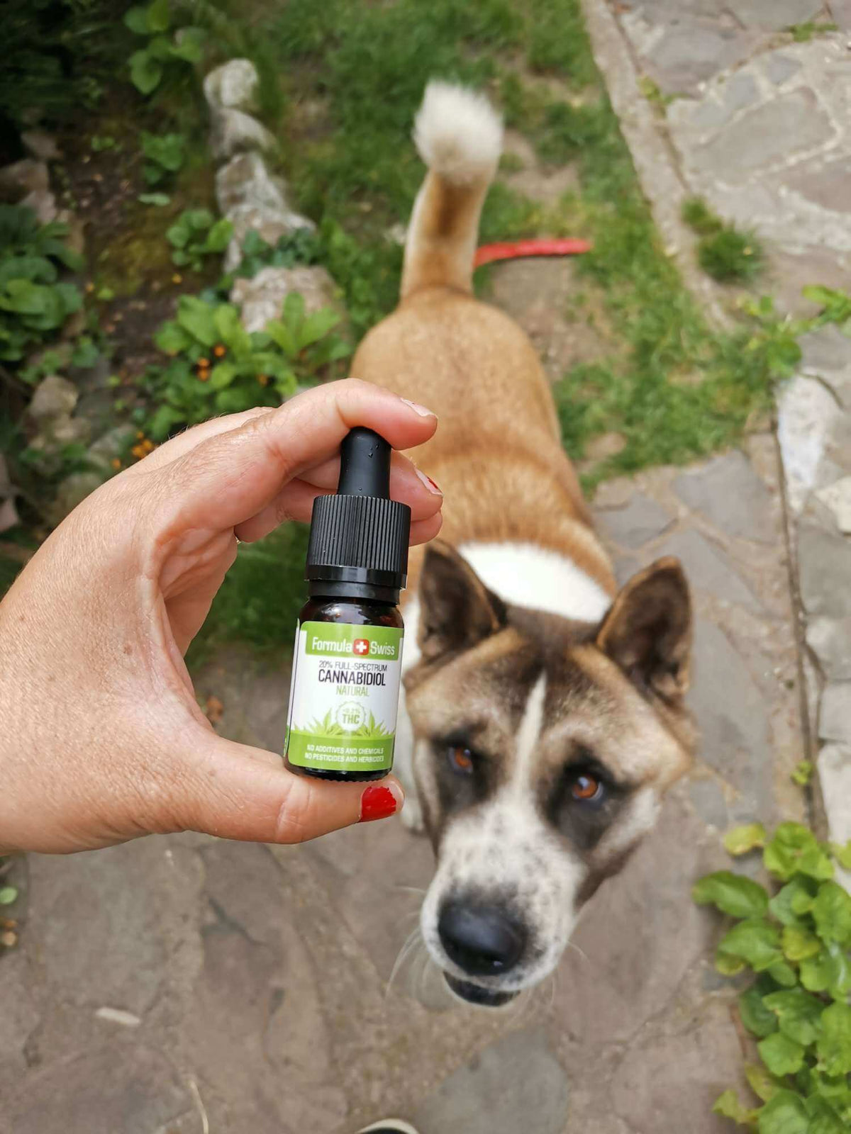 Formula Swiss óleo CBD orgânico em óleo natural